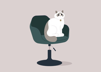 A poised ragdoll cat sits elegantly atop a modern office chair