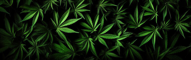 A lot of cannabis leaves on black background. Marijuana banner. Cannabis legalization concept. - obrazy, fototapety, plakaty