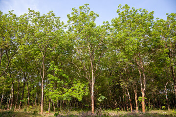 Obraz premium rubber trees in the forest