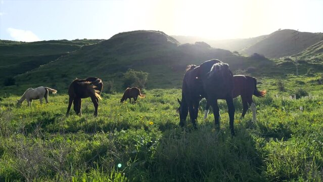 Horses on the green mountain eating woods