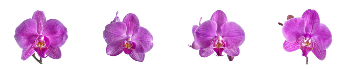 Naklejka na ściany i meble Product photography a purple orchid on white Background, product shot, close shot, professional photography, studio lighting, used for marketing purpose 