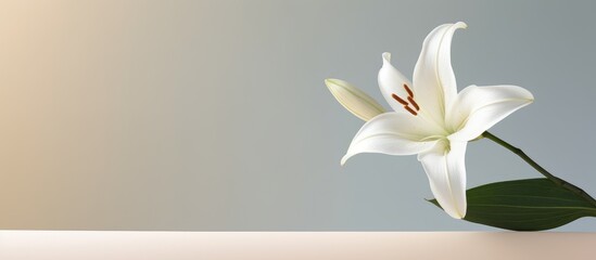 Close up shot of a white lily bud on a neutral background Minimalist floral design for decoration