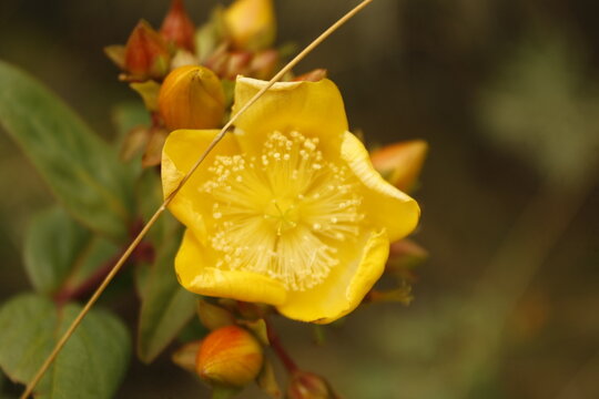 Yellow petals of Hypericum, also known as St. John's Wort flowers, bloom on Mount Lawu in Central Java, Indonesia