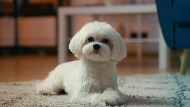 Adorable fluffy Maltese dog lying on carpet, suddenly barking, home security