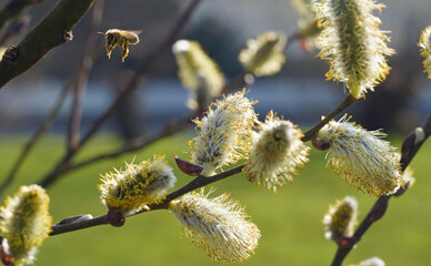 goldgelbe Weidenkätzchen