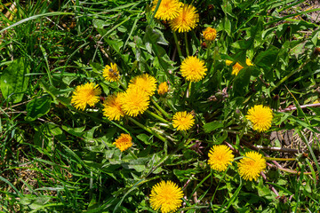 Dandelion Taraxacum officinale as a wall flower, is a pioneer plant and survival artist that can...
