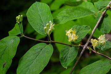 Lonicera xylosteum, fly honeysuckle white flowers closeup selective focus