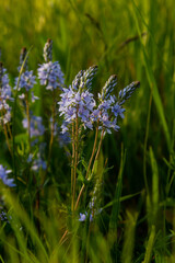 Closeup on the brlliant blue flowers of germander speedwell, Veronica prostrata growing in spring in a meadow, sunny day, natural environment