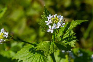 Garlic mustard flowers Alliaria petiolata close up. Alliaria petiolata, or garlic mustard, is a biennial flowering plant in the mustard family Brassicaceae