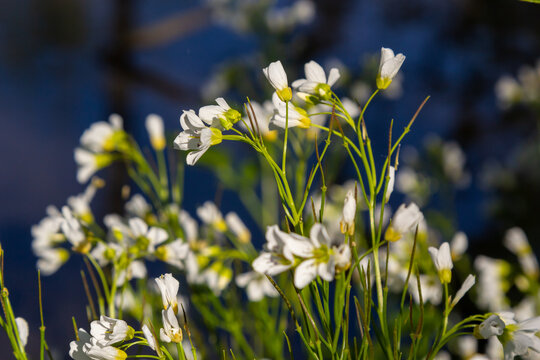 Cardamine amara, known as large bitter-cress. Spring forest. floral background of a blooming plant