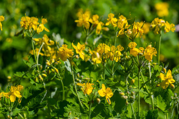 Obraz premium Macro photo of natural yellow flowers of celandine. Background blooming flowers plant celandine