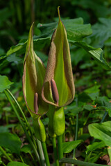 Cuckoopint or Arum maculatum arrow shaped leaf, woodland poisonous plant in family Araceae. arrow shaped leaves. Other names are nakeshead, adder's root, arum, wild arum, arum lily, lords-and-ladies