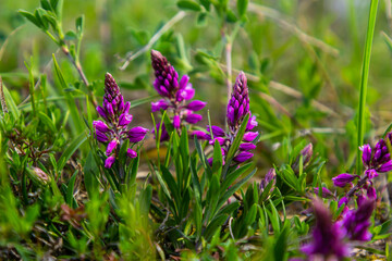 Polygala vulgaris, known as the common milkwort, is a herbaceous perennial plant of the family Polygalaceae. Polygala vulgaris subsp. oxyptera, Polygalaceae. Wild plant shot in summer