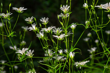 Stellaria holostea. delicate forest flowers of the chickweed, Stellaria holostea or Echte Sternmiere. floral background. white flowers on a natural green background. flowers in the spring forest