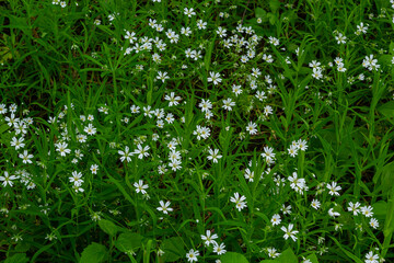 Stellaria holostea. delicate forest flowers of the chickweed, Stellaria holostea or Echte Sternmiere. floral background. white flowers on a natural green background. flowers in the spring forest