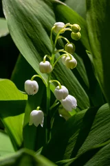 Keuken spatwand met foto Lily of the Valley flowers Convallaria majalis with tiny white bells. Macro close up of poisonous flowering plant. Springtime herald and popular garden flower © Oleh Marchak
