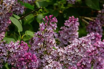 Branches with Lilac buds. Purple Syringa tree flower. Young leaves and buds of lilac. Blossoming buds of lilac