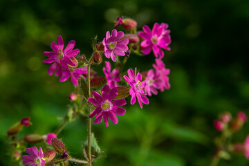 Silene dioica Melandrium rubrum, known as red campion and red catchfly, is a herbaceous flowering plant in the family Caryophyllaceae. Red campion