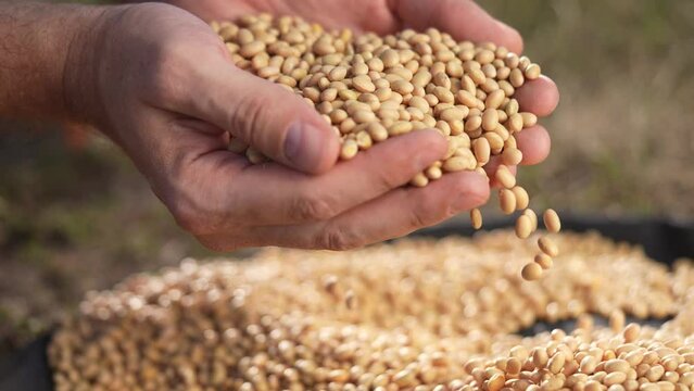 soybean agriculture. farmer holding soybean grains close-up. agriculture business soy a farm concept. farmer hands are sorting lifestyle out soybean grains holding in his hands
