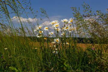 Wild daisy flowers growing on meadow, white chamomiles on blue cloudy sky background. Oxeye daisy, Leucanthemum vulgare, Daisies, Dox-eye, Common daisy, Dog daisy, Gardening concept