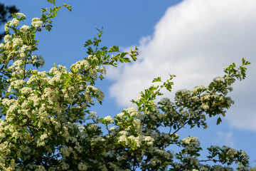 Close-up of a branch of midland hawthorn or crataegus laevigata with a blurred background photographed in the garden of herbs and medicinal plants