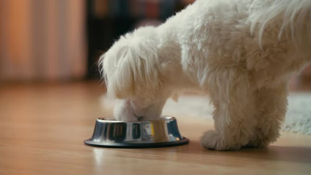 Purebred Maltese dog drinking water from a bowl at home, pet friend, animals