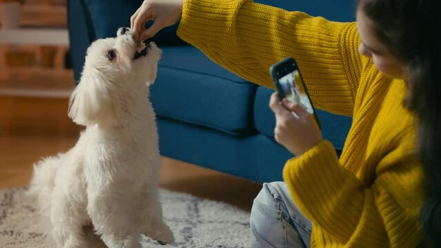 Teenage pet owner recording video on cellphone while playing with Maltese dog