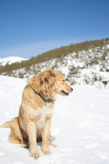 portrait of a long-haired, tan-colored dog with blue eyes on a winter day in the snow