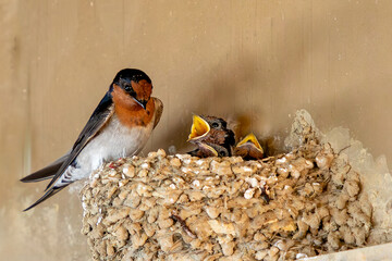 A welcome swallow (Hirundo neoxena) feeds its hungry chicks in a nest at Roaring Bay on the South...