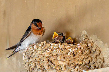 A welcome swallow (Hirundo neoxena) feeds its hungry chicks in a nest at Roaring Bay on the South Island of New Zealand.. © Colin N. Perkel