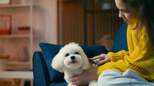 Teen girl grooming her fluffy Maltese dog, brushing pet's fur, home care
