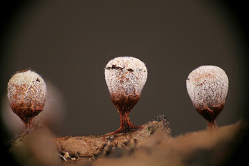 Craterium leucocephalum, a slime mold from Finland, microscope image of sporangia, no common...