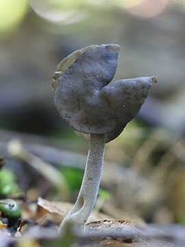 Helvella pulla, an elfin saddle fungus from Finland, no common English name