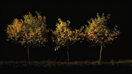 Vibrant autumn trees stand out against a dramatic black background, evoking a sense of serenity and natural beauty.