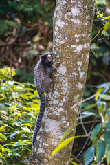 Sagui monkey in the wild, in the countryside of São Paulo Brazil.