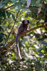 Sagui monkey in the wild, in the countryside of São Paulo Brazil.