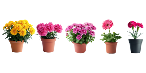 Set of fresh flowers in pot isolated on background, collection of houseplant botany, natural spring tree and plant concept.