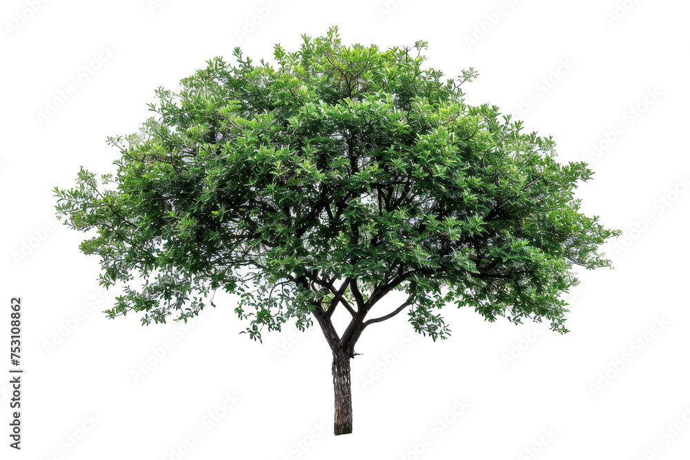 Poster a tree that is isolated