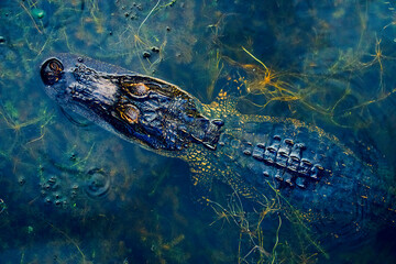 American alligator in the water