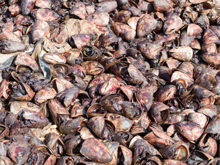 restes de poissons séchés et salés pour la consommation sur le port d pêche traditionnel de Saint Louis du Sénégal en Afrique de l'Ouest.