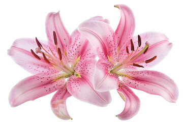 Fototapeta na wymiar Flowers of pink lilies isolated on white.