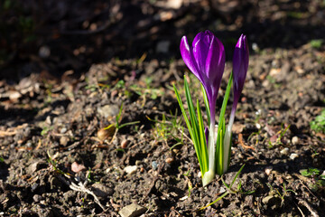 purple crocus in spring