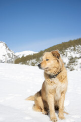 portrait of a long-haired, tan-colored dog with blue eyes on a winter day in the snow