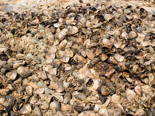restes de poissons séchés et salés pour la consommation sur le port d pêche traditionnel de Saint Louis du Sénégal en Afrique de l'Ouest. - obrazy, fototapety, plakaty