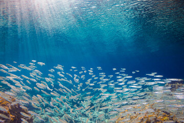Shoal of sand smelt in crystal clear seas