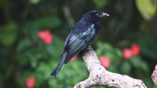 Nature wildlife footage of Hair crested drongo bird perched on a branch