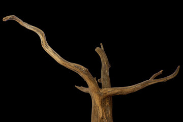 Aged driftwood branches isolated on a black background, clipping path included