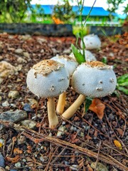 The white umbrella mushroom with the Latin name Macrolepiota Procera grows abundantly in the yard