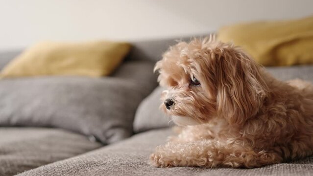 A close-up shot of a playful Maltipoo dog engaging with an unrecognizable owner, who is holding a yellow ball.