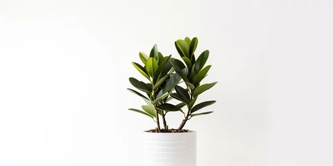 Foto auf Leinwand White background with Zamioculcas potted plant © Vusal
